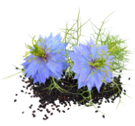 Black cumin