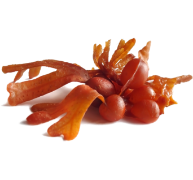 Bladder wrack